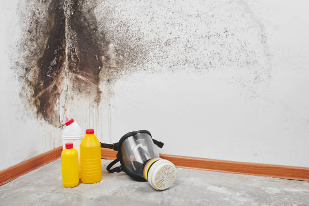 Best Fast Mold Removal  in Grafton, WV