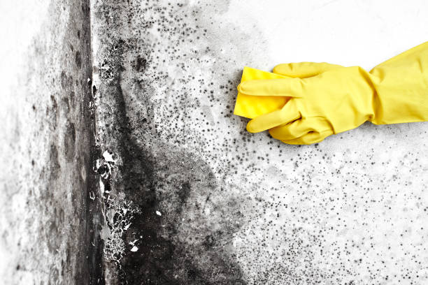 Best Home Mold Removal  in Grafton, WV