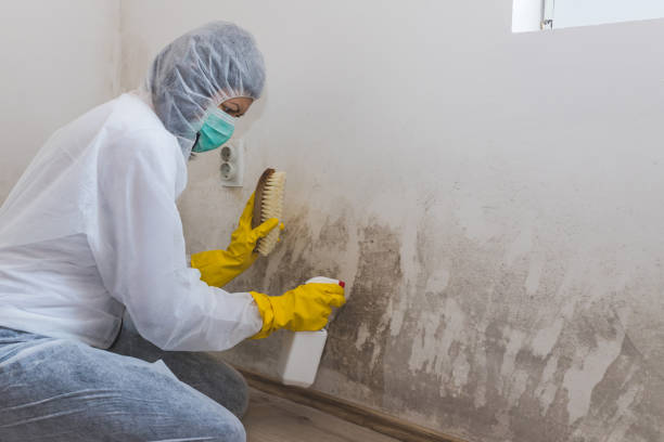 Reliable Grafton, WV Mold Removal Solutions