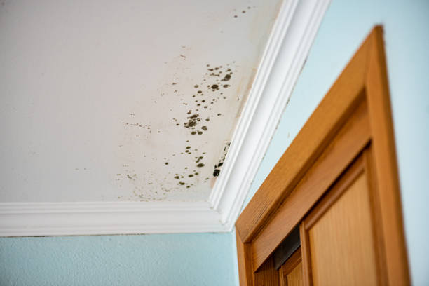 Best Attic Mold Removal  in Grafton, WV