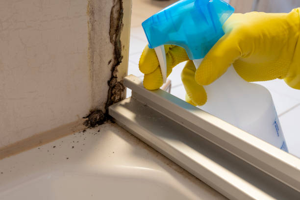 Best Commercial Mold Removal  in Grafton, WV