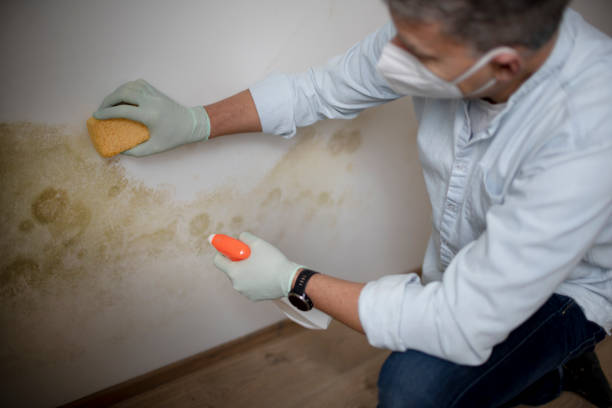 Best Residential Mold Removal  in Grafton, WV