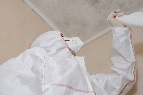 Best Professional Mold Removal  in Grafton, WV