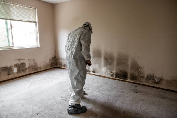 Best Residential Mold Removal  in Grafton, WV