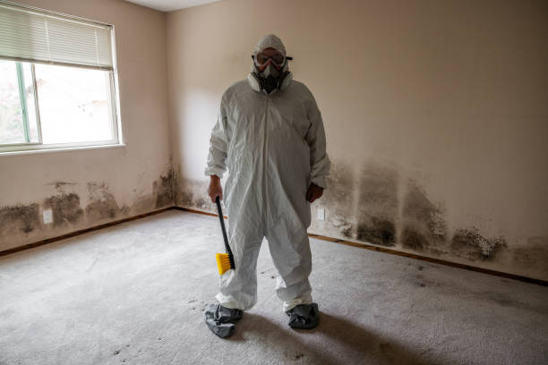 Best Mold Damage Repair  in Grafton, WV