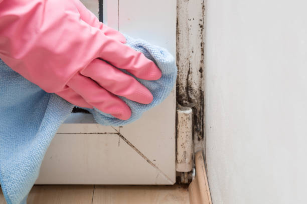 Best Professional Mold Removal  in Grafton, WV